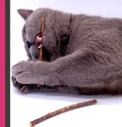 Make Me Purr Matatabi Sticks (20 Stuks) - Silver Vine Kattenkruid Stokjes - Catnip Effect Kauwstokjes - Kattensnack Kattensnoepjes - Kattenspeelgoed Kattenspeeltjes 13 Make Me Purr Matatabi Sticks (20 Stuks) - Silver Vine Kattenkruid Stokjes - Catnip Effect Kauwstokjes - Kattensnack Kattensnoepjes - Kattenspeelgoed Kattenspeeltjes -Kattenproducten 1152x1200 1