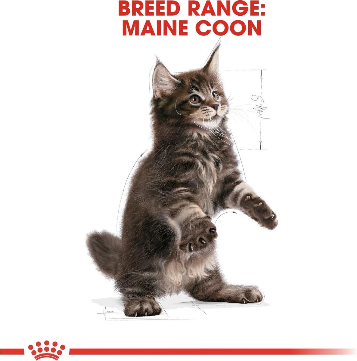 Royal Canin Maine Coon Kitten - Kattenvoer - 4 Kg 9 Royal Canin Maine Coon Kitten - Kattenvoer - 4 Kg - Afbeelding 7