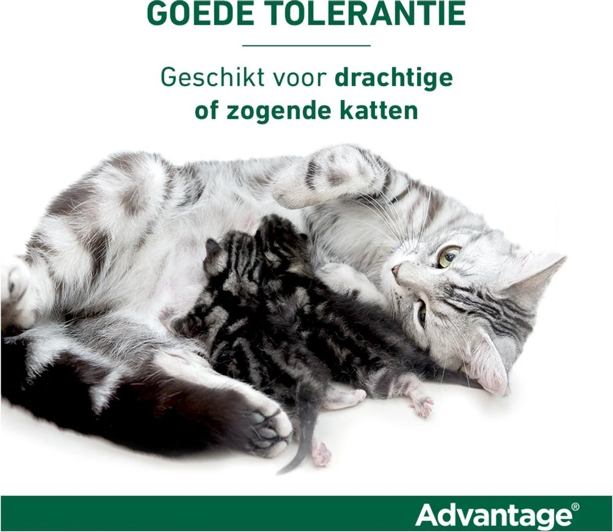 Bayer Anti Vlooienmiddel Advantage 80 > 4 Kg - 4 X 0,8 Ml 14 Bayer Anti Vlooienmiddel Advantage 80 > 4 Kg - 4 X 0,8 Ml - Afbeelding 12