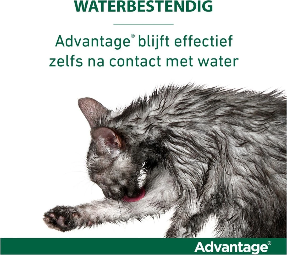Bayer Advantage 40 Tegen Vlooien - <4kg - 4 X 0,4 Ml - Adult 18 Bayer Advantage 40 Tegen Vlooien - <4kg - 4 X 0,4 Ml - Adult - Afbeelding 16