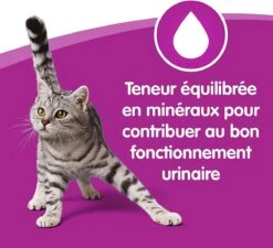 Whiskas 1 - Kattenvoer - Gehydrateerd - In Verschillende Smaken - 84 Stuks (84 X 100 G) 8 Whiskas 1 - Kattenvoer - Gehydrateerd - In Verschillende Smaken - 84 Stuks (84 X 100 G) -Kattenproducten 1200x1091 1