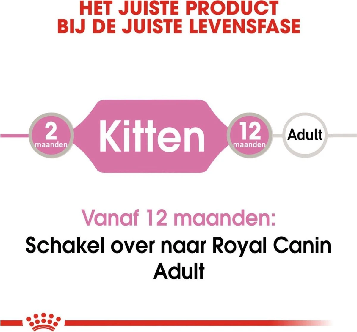 Royal Canin Kitten In Jelly - Kattenvoer - 1020 G 14 Royal Canin Kitten In Jelly - Kattenvoer - 1020 G - Afbeelding 12
