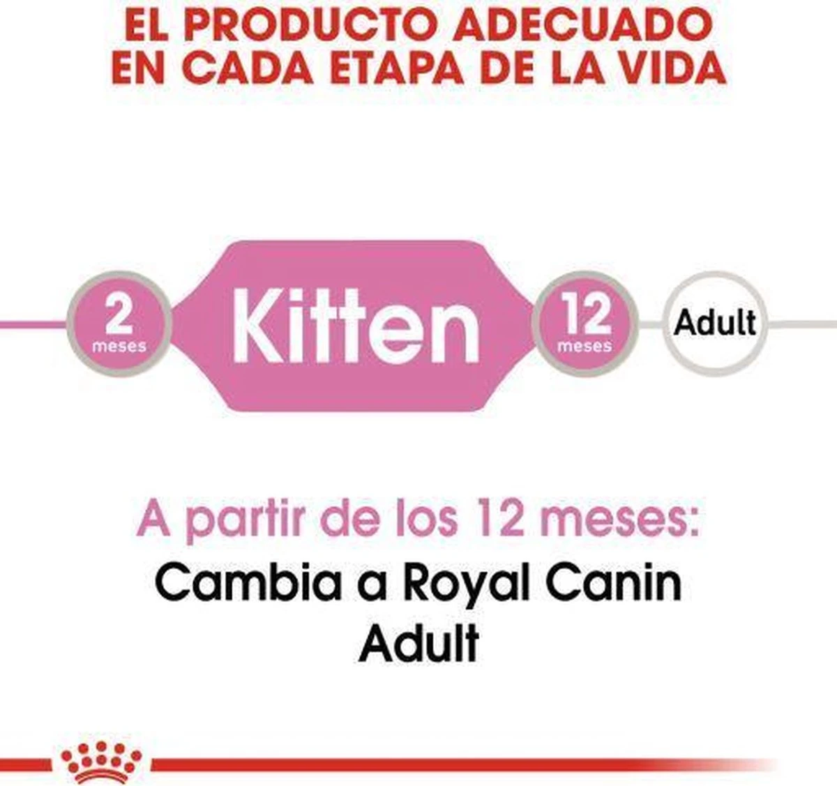 Royal Canin Kitten In Jelly - Kattenvoer - 1020 G 8 Royal Canin Kitten In Jelly - Kattenvoer - 1020 G - Afbeelding 6