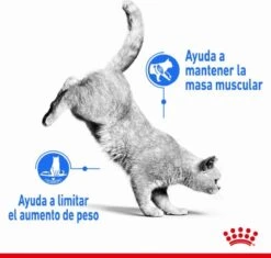 Royal Canin Light Weight Care - 1.5 Kg 18 Royal Canin Light Weight Care - 1.5 Kg -Kattenproducten 1200x1143 1