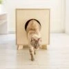 Catandwood Kattenhuis - Kattenbakcontainer - Kattenbak Ombouw - Hout 1 Catandwood Kattenhuis - Kattenbakcontainer - Kattenbak Ombouw - Hout -Kattenproducten 1200x1153 8