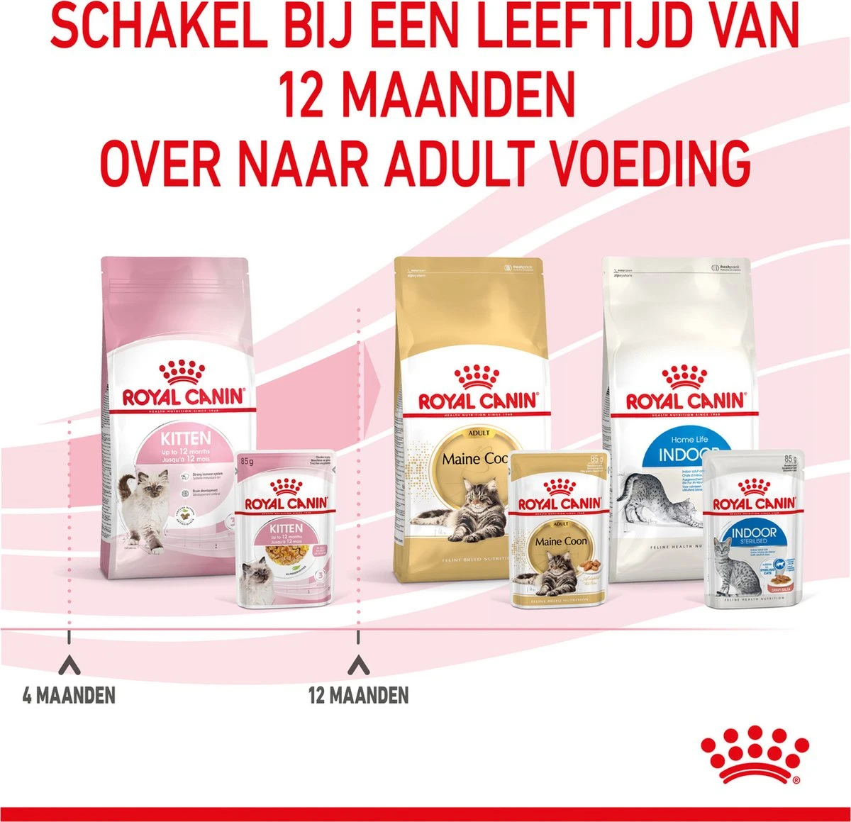 Royal Canin Kitten In Jelly - Kattenvoer - 1020 G 15 Royal Canin Kitten In Jelly - Kattenvoer - 1020 G - Afbeelding 13