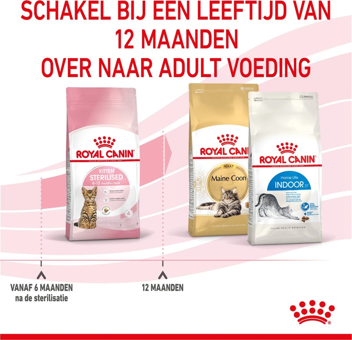 Royal Canin Kitten Sterilised - Kattenvoer - 3,5 Kg 19 Royal Canin Kitten Sterilised - Kattenvoer - 3,5 Kg - Afbeelding 17