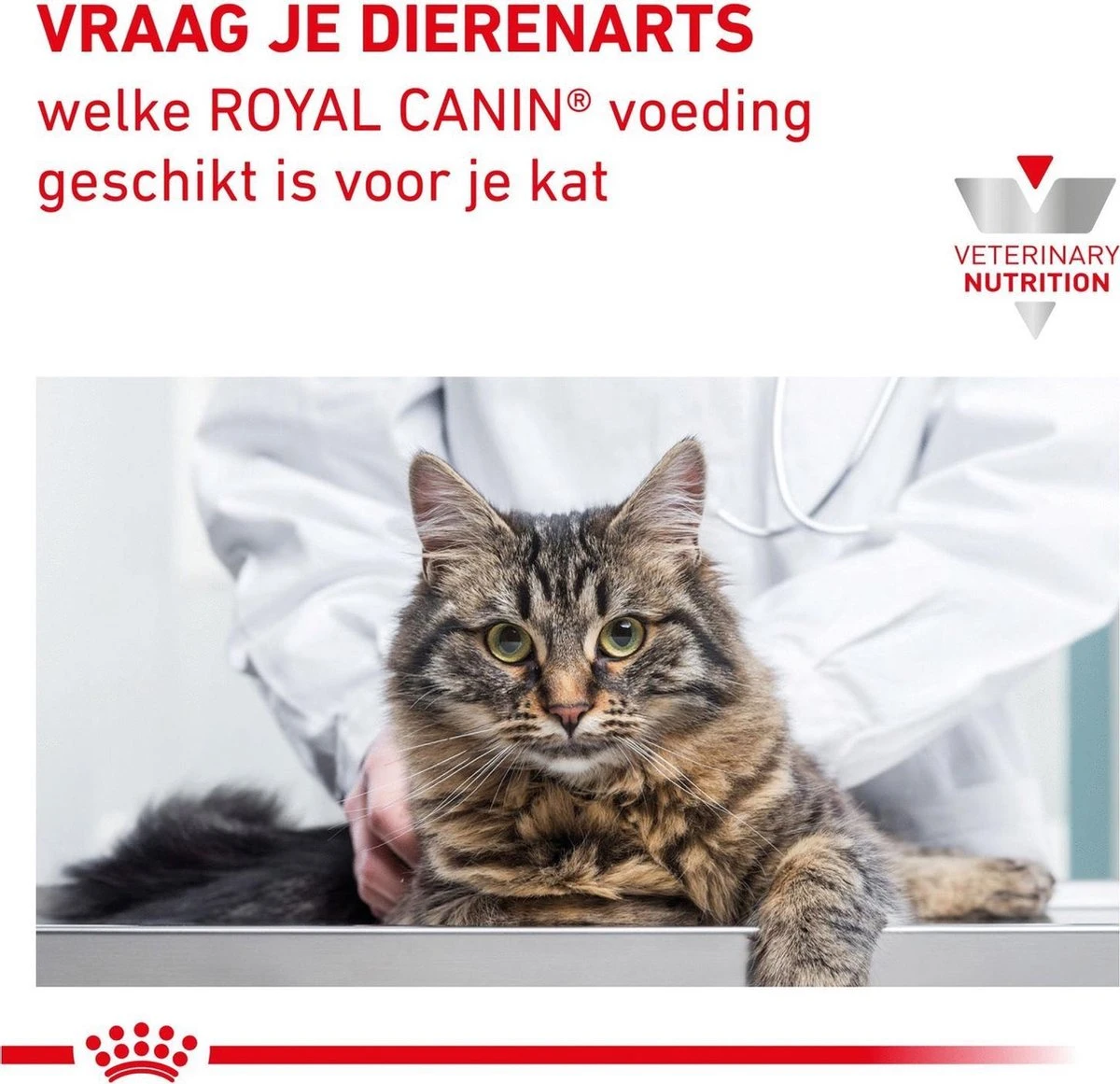 Royal Canin Renal Kip - Kattenvoer - 12 X 85 G 8 Royal Canin Renal Kip - Kattenvoer - 12 X 85 G - Afbeelding 6