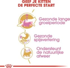 Royal Canin Maine Coon Kitten - Kattenvoer - 4 Kg 21 Royal Canin Maine Coon Kitten - Kattenvoer - 4 Kg -Kattenproducten 1200x1168 1