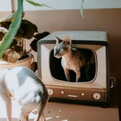 District 70 TELLY - Retro TV Krabmeubel - Instagrammable Kartonnen TV Voor Katten - 39 X 27 X 37 Cm 22 District 70 TELLY - Retro TV Krabmeubel - Instagrammable Kartonnen TV Voor Katten - 39 X 27 X 37 Cm -Kattenproducten 1200x1200 1004