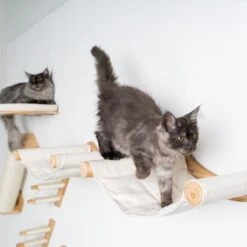 Voorkant -Kattenproducten 1200x1200 1041