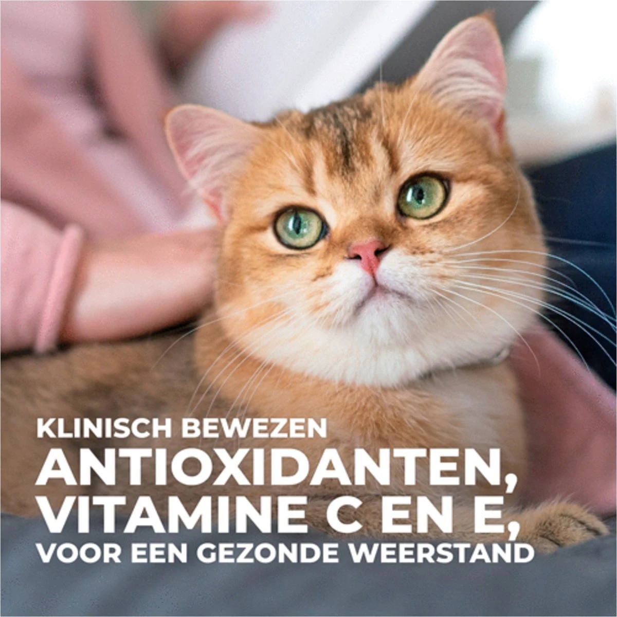 Hill's Science Plan Kattenvoer Adult Tonijn 7 Kg 7 Hill's Science Plan Kattenvoer Adult Tonijn 7 Kg - Afbeelding 5