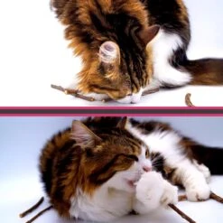 Make Me Purr Matatabi Sticks (10 Stuks) - Silver Vine Kattenkruid Stokjes - Catnip Effect Kauwstokjes - Kattensnack Kattensnoepjes - Kattenspeelgoed Kattenspeeltjes 12 Make Me Purr Matatabi Sticks (10 Stuks) - Silver Vine Kattenkruid Stokjes - Catnip Effect Kauwstokjes - Kattensnack Kattensnoepjes - Kattenspeelgoed Kattenspeeltjes -Kattenproducten 1200x1200 212