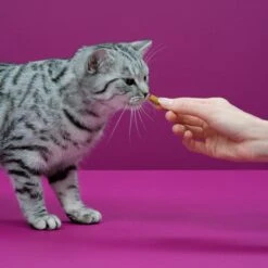 Whiskas Temptations Kattensnacks - Kip En Kaas - 8 X 60 Gr 11 Whiskas Temptations Kattensnacks - Kip En Kaas - 8 X 60 Gr -Kattenproducten 1200x1200 249