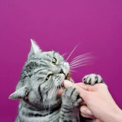 Whiskas Sticks Kattensnack - Kip - 14 X 6 Stuks -Kattenproducten 1200x1200 250