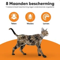 Nafurapets Vlooienband Voor Kat – Anti Vlooien – Teken Band – 100% Natuurlijk – 8 Maanden Bescherming – Grote & Kleine Kat 13 Nafurapets Vlooienband Voor Kat – Anti Vlooien – Teken Band – 100% Natuurlijk – 8 Maanden Bescherming – Grote & Kleine Kat -Kattenproducten 1200x1200 278