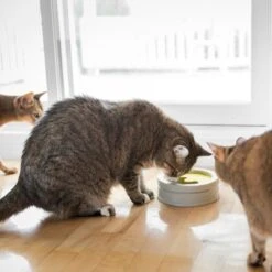 BeOneBreed Intellikatt - Slowfeeder Voor Katten - Voerpuzzel Aanbevolen Door Dierenartsen En Kattengedragsdeskundigen 17 BeOneBreed Intellikatt - Slowfeeder Voor Katten - Voerpuzzel Aanbevolen Door Dierenartsen En Kattengedragsdeskundigen -Kattenproducten 1200x1200 29