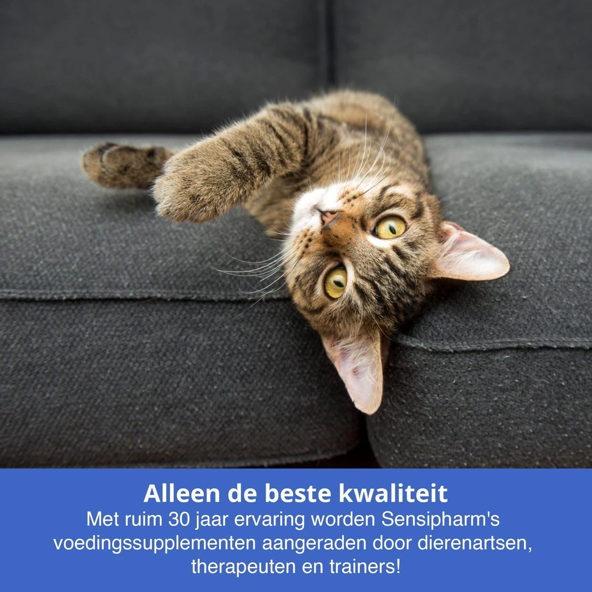 Sensipharm Omniderma Voor Kat, Hondje, Cavia, Konijn - Voedingssupplement Voor Huid En Vacht, Bij Jeuk, Eczeem & Hotspot - 90 Tabletten à 250 Mg 3 Sensipharm Omniderma Voor Kat, Hondje, Cavia, Konijn - Voedingssupplement Voor Huid En Vacht, Bij Jeuk, Eczeem & Hotspot - 90 Tabletten à 250 Mg - Afbeelding 2