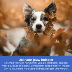 Sensipharm Omniderma Voor Kat, Hondje, Cavia, Konijn - Voedingssupplement Voor Huid En Vacht, Bij Jeuk, Eczeem & Hotspot - 90 Tabletten à 250 Mg 10 Sensipharm Omniderma Voor Kat, Hondje, Cavia, Konijn - Voedingssupplement Voor Huid En Vacht, Bij Jeuk, Eczeem & Hotspot - 90 Tabletten à 250 Mg -Kattenproducten 1200x1200 305