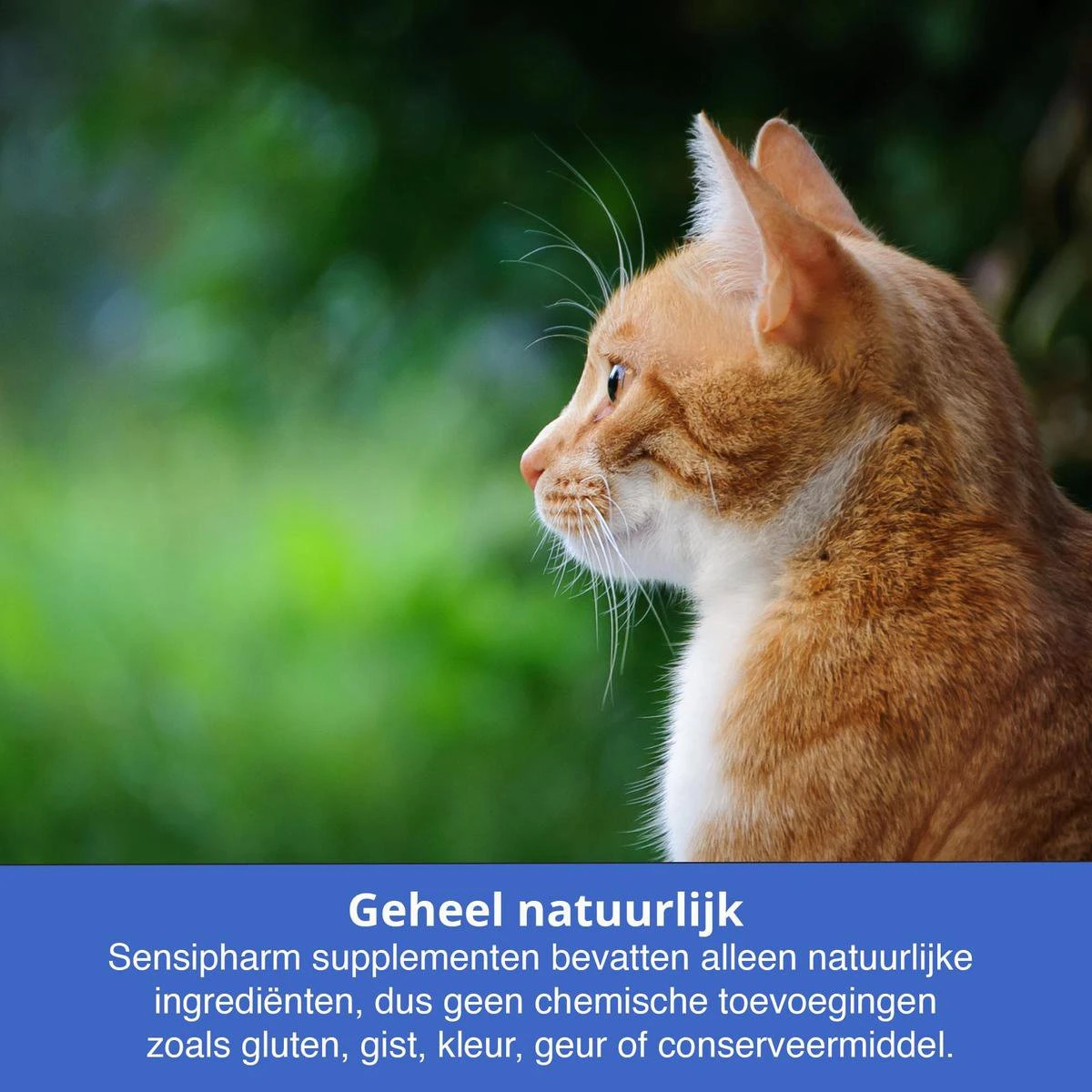 Sensipharm Omniderma Voor Kat, Hondje, Cavia, Konijn - Voedingssupplement Voor Huid En Vacht, Bij Jeuk, Eczeem & Hotspot - 90 Tabletten à 250 Mg 5 Sensipharm Omniderma Voor Kat, Hondje, Cavia, Konijn - Voedingssupplement Voor Huid En Vacht, Bij Jeuk, Eczeem & Hotspot - 90 Tabletten à 250 Mg - Afbeelding 4
