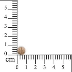 Sensipharm Omniderma Voor Kat, Hondje, Cavia, Konijn - Voedingssupplement Voor Huid En Vacht, Bij Jeuk, Eczeem & Hotspot - 90 Tabletten à 250 Mg 12 Sensipharm Omniderma Voor Kat, Hondje, Cavia, Konijn - Voedingssupplement Voor Huid En Vacht, Bij Jeuk, Eczeem & Hotspot - 90 Tabletten à 250 Mg -Kattenproducten 1200x1200 307