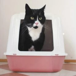 HG Tegen Kattenbakgeur - 500ml - Ongevaarlijk Voor Dier En Mens - Geurloos 8 HG Tegen Kattenbakgeur - 500ml - Ongevaarlijk Voor Dier En Mens - Geurloos -Kattenproducten 1200x1200 378