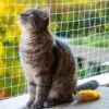 Kattennet Premium - 8 X 3M - Katten Net Voor Balkon - Transparant - Balkon Net - Makkelijk Te Monteren - Kattengaas - Gaas 1 Kattennet Premium - 8 X 3M - Katten Net Voor Balkon - Transparant - Balkon Net - Makkelijk Te Monteren - Kattengaas - Gaas -Kattenproducten 1200x1200 410
