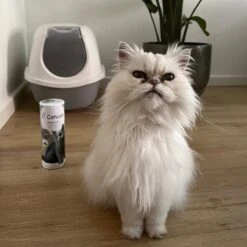 Catuals Kattenbakvulling Geurverdrijver - Neutraliseert Urinegeur Van Katten - Cotton Fresh - 1kg 12 Catuals Kattenbakvulling Geurverdrijver - Neutraliseert Urinegeur Van Katten - Cotton Fresh - 1kg -Kattenproducten 1200x1200 611