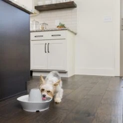 PetSafe® Streamside Ceramic Pet Fountain - Keramische Drinkfontein Voor Katten En Kleine Honden - Water Borrelt Zacht Over De Toren - Door Het Design Van Alle Kanten Bereikbaar - 1,8 Liter - PetSafe Streamside 15 PetSafe® Streamside Ceramic Pet Fountain - Keramische Drinkfontein Voor Katten En Kleine Honden - Water Borrelt Zacht Over De Toren - Door Het Design Van Alle Kanten Bereikbaar - 1,8 Liter - PetSafe Streamside -Kattenproducten 1200x1200 66