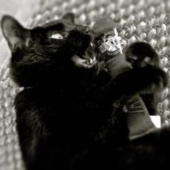 Yeowww Cigar Original Singles – Kattenspeeltjes Met De Meest Krachtige Catnip Ter Wereld! – Speelgoed Voor Katten Met Kattenkruid – Onweerstaanbaar – 17.7 Cm – Bruin 7 Yeowww Cigar Original Singles – Kattenspeeltjes Met De Meest Krachtige Catnip Ter Wereld! – Speelgoed Voor Katten Met Kattenkruid – Onweerstaanbaar – 17.7 Cm – Bruin -Kattenproducten 1200x1200 716