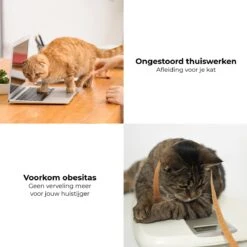 Pettadore - Laser Kattenspeeltjes - Smart Met Autoplay En Handmatig Via App 21 Pettadore - Laser Kattenspeeltjes - Smart Met Autoplay En Handmatig Via App -Kattenproducten 1200x1200 732