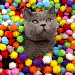 Make Me Purr Glitter Pompon Ballen (10 Stuks) - Kattenspeeltjes - Kattenspeelgoed - Speelgoed Voor Katten - Kat Speeltje Bal - Kitten Speeltjes Balletjes 10 Make Me Purr Glitter Pompon Ballen (10 Stuks) - Kattenspeeltjes - Kattenspeelgoed - Speelgoed Voor Katten - Kat Speeltje Bal - Kitten Speeltjes Balletjes -Kattenproducten 1200x1200 813