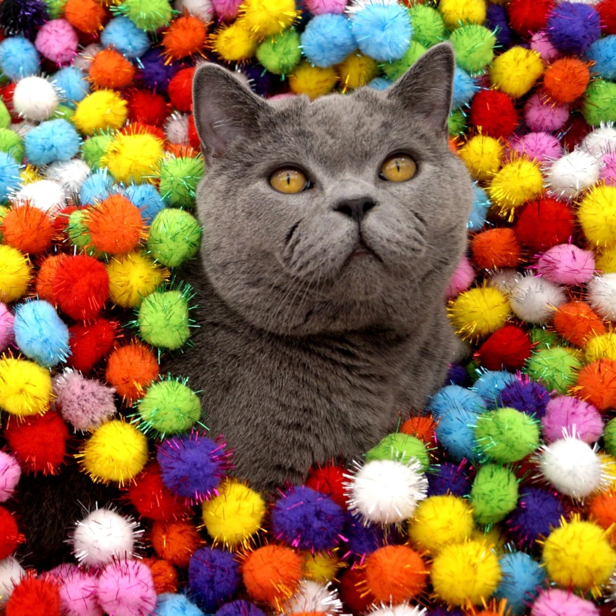 Make Me Purr Glitter Pompon Ballen (10 Stuks) - Kattenspeeltjes - Kattenspeelgoed - Speelgoed Voor Katten - Kat Speeltje Bal - Kitten Speeltjes Balletjes 5 Make Me Purr Glitter Pompon Ballen (10 Stuks) - Kattenspeeltjes - Kattenspeelgoed - Speelgoed Voor Katten - Kat Speeltje Bal - Kitten Speeltjes Balletjes - Afbeelding 3