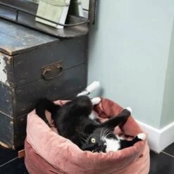 Designed By Lotte Kattenmand Fluweel Fluco Grijs 45 X 45 X 35 Cm 6 Designed By Lotte Kattenmand Fluweel Fluco Grijs 45 X 45 X 35 Cm -Kattenproducten 1200x1200 871