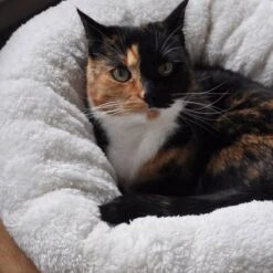 All For Paws Donut Bed – Kattenmand – Biedt Warmte En Comfort Voor Katten Of Kleine Honden – Ø 45cm – Beige – Wasbaar Met De Hand 11 All For Paws Donut Bed – Kattenmand – Biedt Warmte En Comfort Voor Katten Of Kleine Honden – Ø 45cm – Beige – Wasbaar Met De Hand -Kattenproducten 1200x1200 913