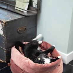 Designed By Lotte Fluco Kattenmand - Fluweel - Groen - 45x45x35 Cm 7 Designed By Lotte Fluco Kattenmand - Fluweel - Groen - 45x45x35 Cm -Kattenproducten 1200x1200 921