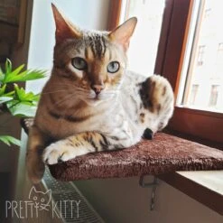 PRETTY KITTY Cat Window Bed 32x41cm: Knuffelig Kattenbed Voor De Vensterbank, Premium Kattenbed Fluffy Voor Het Raam, Vensterbank Kat - Wasbaar, Vensterbank Kat 11 PRETTY KITTY Cat Window Bed 32x41cm: Knuffelig Kattenbed Voor De Vensterbank, Premium Kattenbed Fluffy Voor Het Raam, Vensterbank Kat - Wasbaar, Vensterbank Kat -Kattenproducten 1200x1200 924