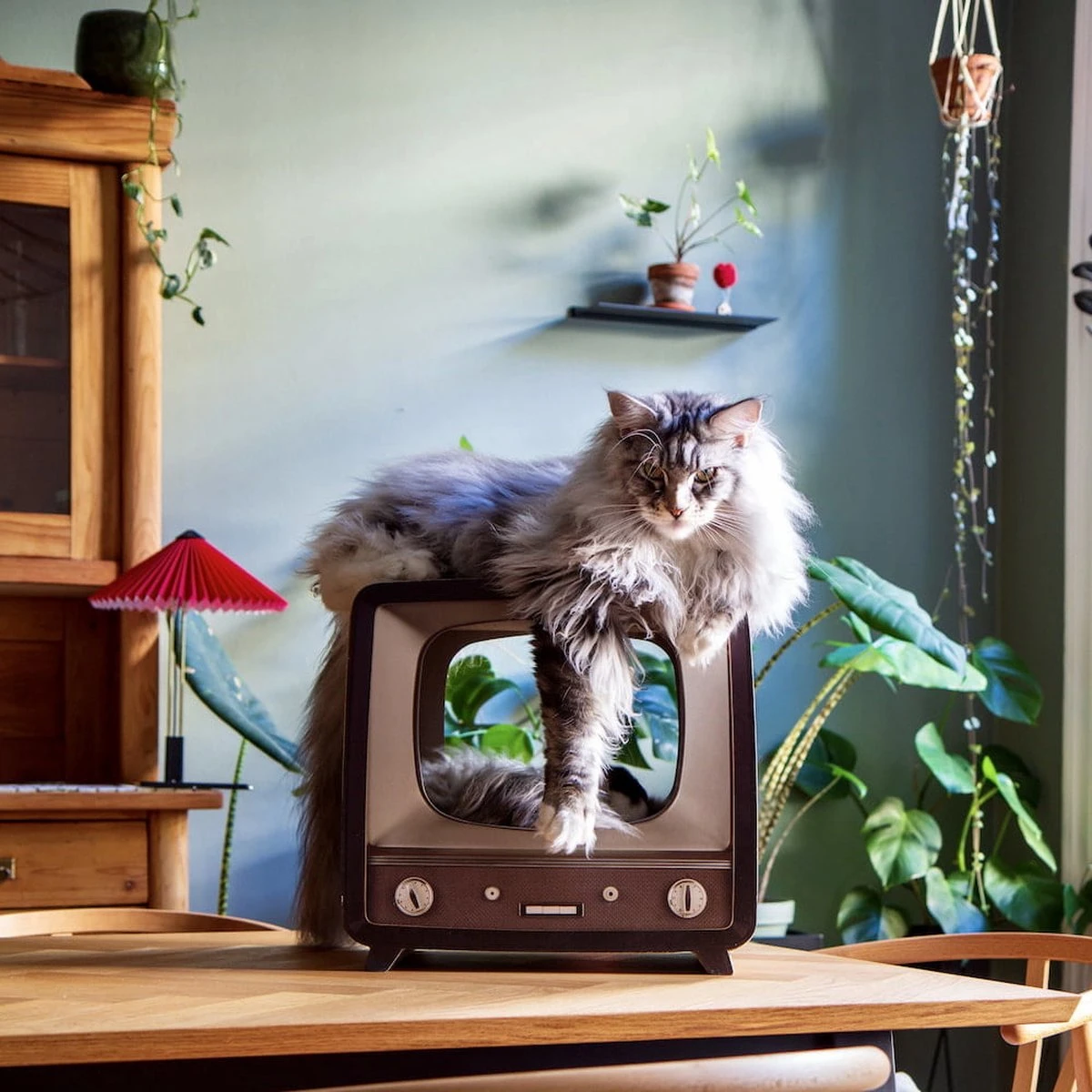 District 70 TELLY - Retro TV Krabmeubel - Instagrammable Kartonnen TV Voor Katten - 39 X 27 X 37 Cm 3 District 70 TELLY - Retro TV Krabmeubel - Instagrammable Kartonnen TV Voor Katten - 39 X 27 X 37 Cm