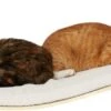 COSY AND DOZY Cat Shelf Deluxe WIT – Hangmat Kat – Maple Hout - 90 X 41 Cm - Kattenplank - Katten Muur 1 COSY AND DOZY Cat Shelf Deluxe WIT – Hangmat Kat – Maple Hout - 90 X 41 Cm - Kattenplank - Katten Muur -Kattenproducten 1200x417 2
