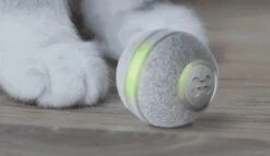 Cheerble Mini Ball 2.0 - Slimme Interactieve Zelf Rollende Bal Voor Katten - 3 Speelmodi - Kattenspeeltjes - USB Oplaadbaar - Rood 23 Cheerble Mini Ball 2.0 - Slimme Interactieve Zelf Rollende Bal Voor Katten - 3 Speelmodi - Kattenspeeltjes - USB Oplaadbaar - Rood -Kattenproducten 1200x696 1
