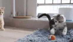 Cheerble Mini Ball 2.0 - Slimme Interactieve Zelf Rollende Bal Voor Katten - 3 Speelmodi - Kattenspeeltjes - USB Oplaadbaar - Rood 24 Cheerble Mini Ball 2.0 - Slimme Interactieve Zelf Rollende Bal Voor Katten - 3 Speelmodi - Kattenspeeltjes - USB Oplaadbaar - Rood -Kattenproducten 1200x701