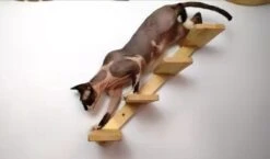 Kattentrap Hout - Linksonder Naar Rechtsboven - Handgemaakte Kattenladder - Katten Klimmuur Klimwand 13 Kattentrap Hout - Linksonder Naar Rechtsboven - Handgemaakte Kattenladder - Katten Klimmuur Klimwand -Kattenproducten 1200x706