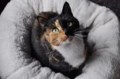 All For Paws Donut Bed – Kattenmand – Biedt Warmte En Comfort Voor Katten Of Kleine Honden – Ø 45cm – Beige – Wasbaar Met De Hand 10 All For Paws Donut Bed – Kattenmand – Biedt Warmte En Comfort Voor Katten Of Kleine Honden – Ø 45cm – Beige – Wasbaar Met De Hand -Kattenproducten 1200x796 3