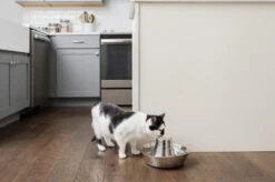 PetSafe® Seaside Stainless Steel Pet Fountain - RVS Drinkfontein Voor Katten En Kleine Honden - Water Borrelt Zacht Over De Toren - Door Het Design Van Alle Kanten Bereikbaar - 1,8 Liter - PetSafe Seaside 14 PetSafe® Seaside Stainless Steel Pet Fountain - RVS Drinkfontein Voor Katten En Kleine Honden - Water Borrelt Zacht Over De Toren - Door Het Design Van Alle Kanten Bereikbaar - 1,8 Liter - PetSafe Seaside -Kattenproducten 1200x799 1