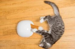 FroliCat Vossenhol - Automatische Kattenplager - Kattenspeelgoed 21 FroliCat Vossenhol - Automatische Kattenplager - Kattenspeelgoed -Kattenproducten 1200x799 10