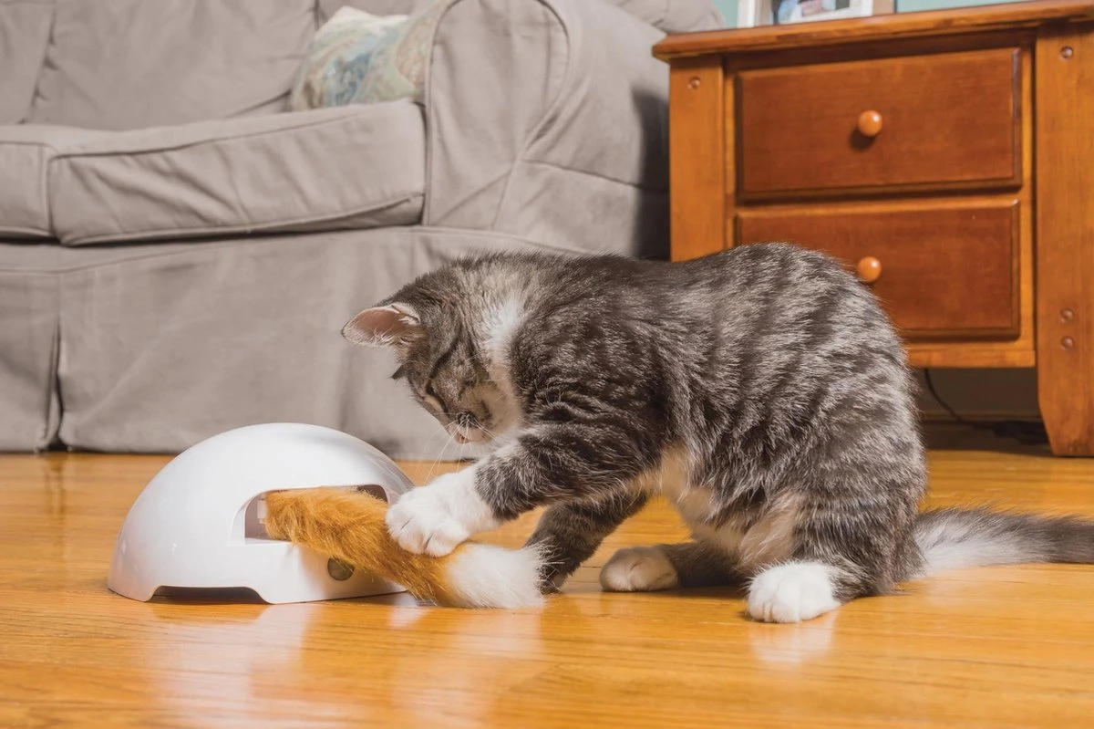 FroliCat Vossenhol - Automatische Kattenplager - Kattenspeelgoed 11 FroliCat Vossenhol - Automatische Kattenplager - Kattenspeelgoed - Afbeelding 9