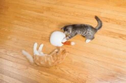 FroliCat Vossenhol - Automatische Kattenplager - Kattenspeelgoed 19 FroliCat Vossenhol - Automatische Kattenplager - Kattenspeelgoed -Kattenproducten 1200x799 8