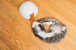 FroliCat Vossenhol - Automatische Kattenplager - Kattenspeelgoed 20 FroliCat Vossenhol - Automatische Kattenplager - Kattenspeelgoed -Kattenproducten 1200x799 9