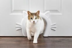 PetSafe Staywell® Cat Corridor - Kattendoorgang Voor Binnenshuis - Overschilderbaar Design - Voor Katten Tot 9 Kg - Staywell Cat Corridor 15 PetSafe Staywell® Cat Corridor - Kattendoorgang Voor Binnenshuis - Overschilderbaar Design - Voor Katten Tot 9 Kg - Staywell Cat Corridor -Kattenproducten 1200x800 11