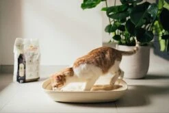 Almo Nature Zuinige Kattenbakvulling Klontvormend En Milieuvriendelijk - Inhoud 4,54 Kg 19 Almo Nature Zuinige Kattenbakvulling Klontvormend En Milieuvriendelijk - Inhoud 4,54 Kg -Kattenproducten 1200x800 16